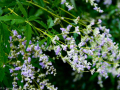 Beijin_0706 Beijin_0706